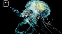 Apple_watch_jellyfish